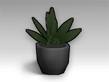 広葉樹の鉢植え